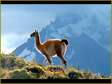 Places 5 | Guanaco | Near Lago Sarimento | Patagonia | Chile 