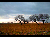 Places 12 | Almond Trees | Vilafranca | Mallorca | Spain