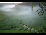 Places 9 | Sugar Cane Fields at Dawn | Alagoas | Brazil